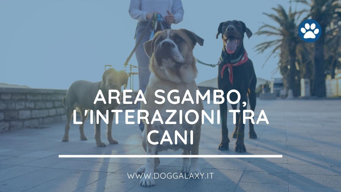 area sgambo interazione tra cani
