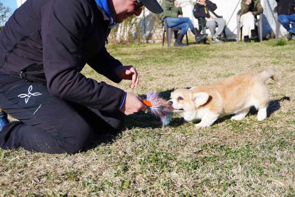 Stage con Marco Gabossi 2 Cuccioli Welsh Corgi Pembroke