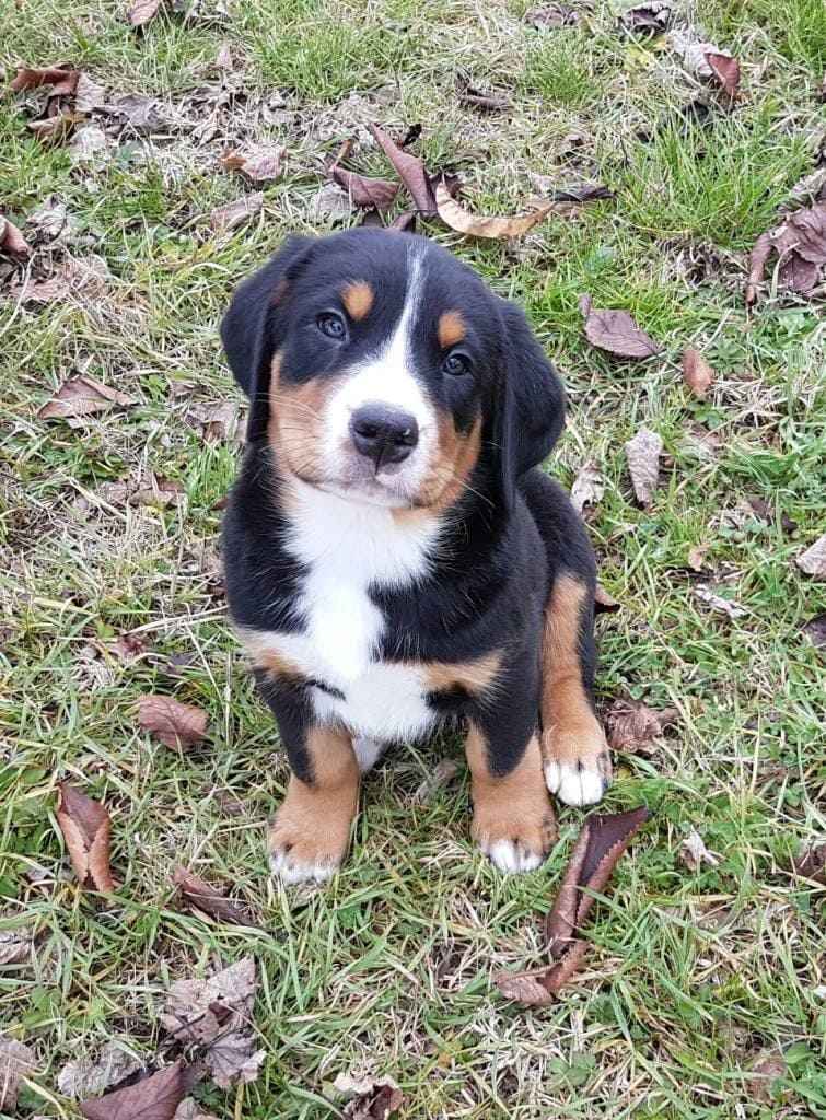 Vendita cuccioli grande bovaro svizzero