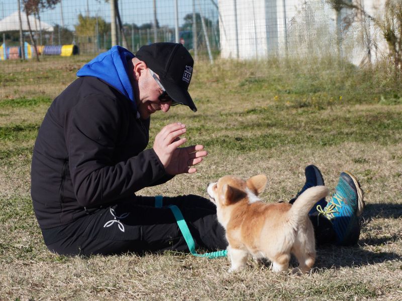 importanza del gioco cane