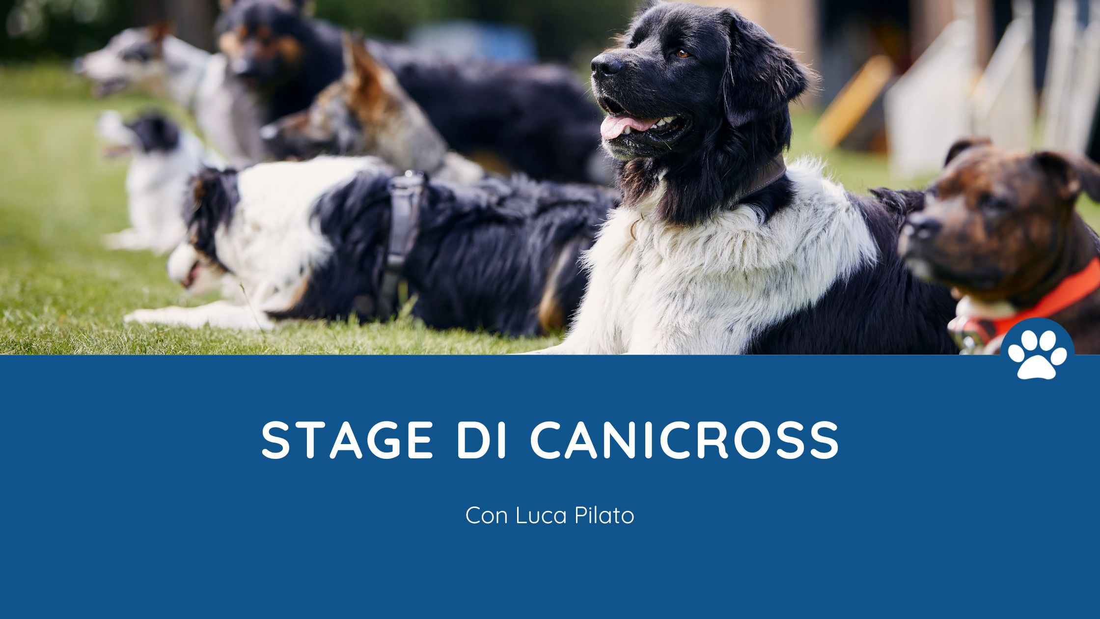 stage canicross