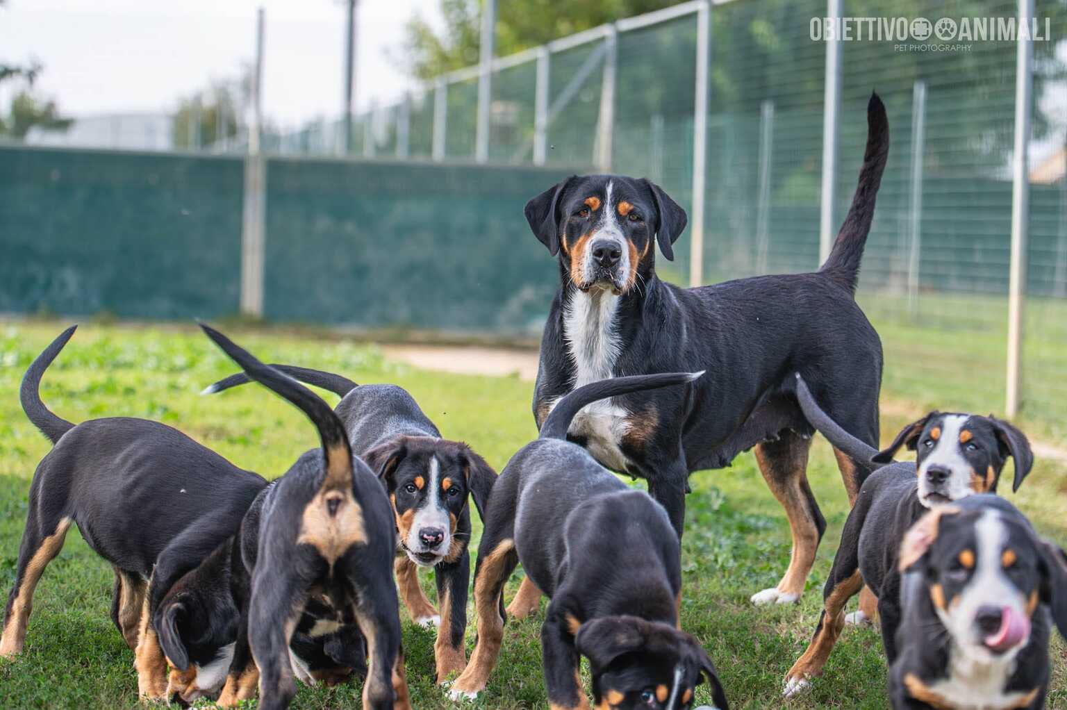 cuccioli grande bovaro svizzero