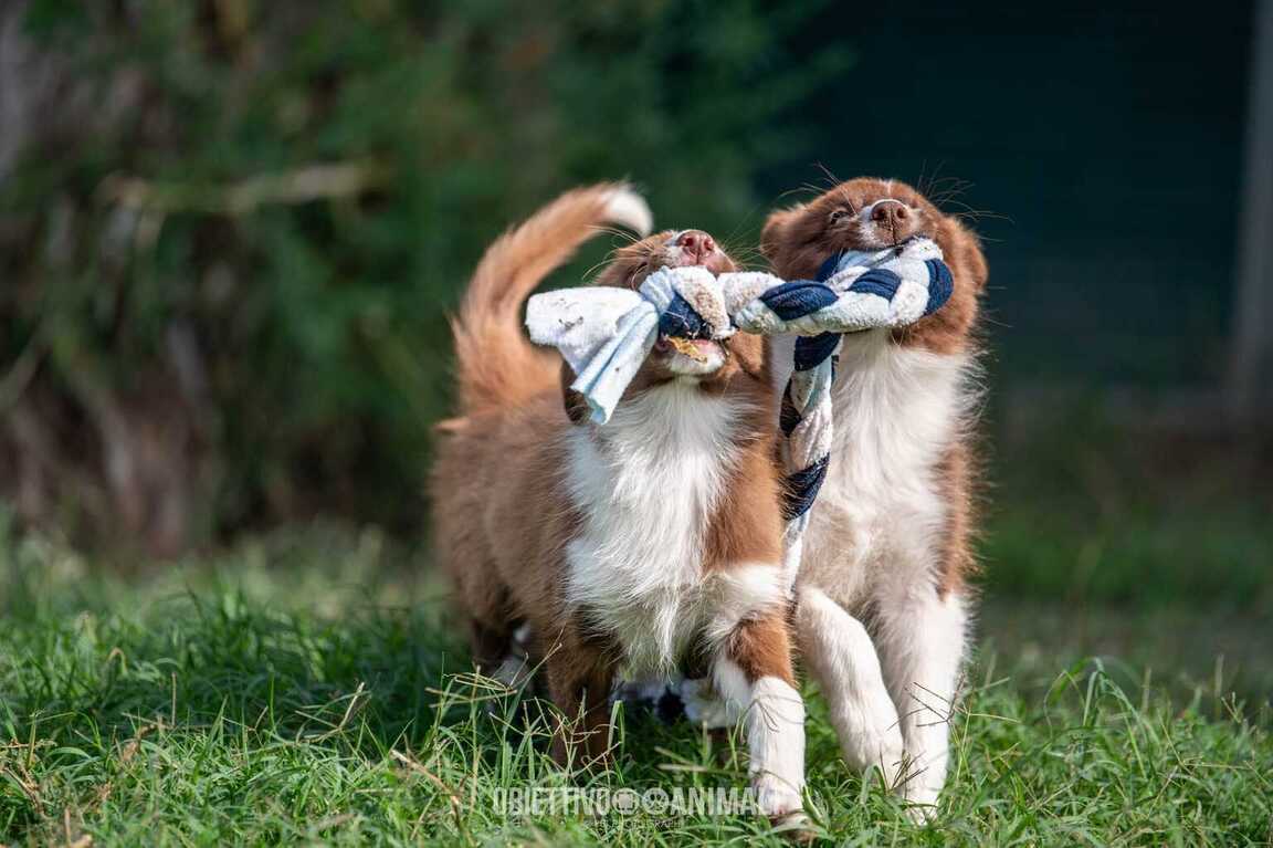 Vendita cuccioli Border Collie