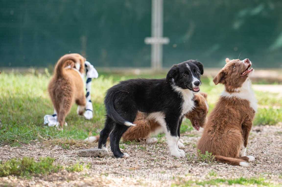 Vendita cuccioli Border Collie