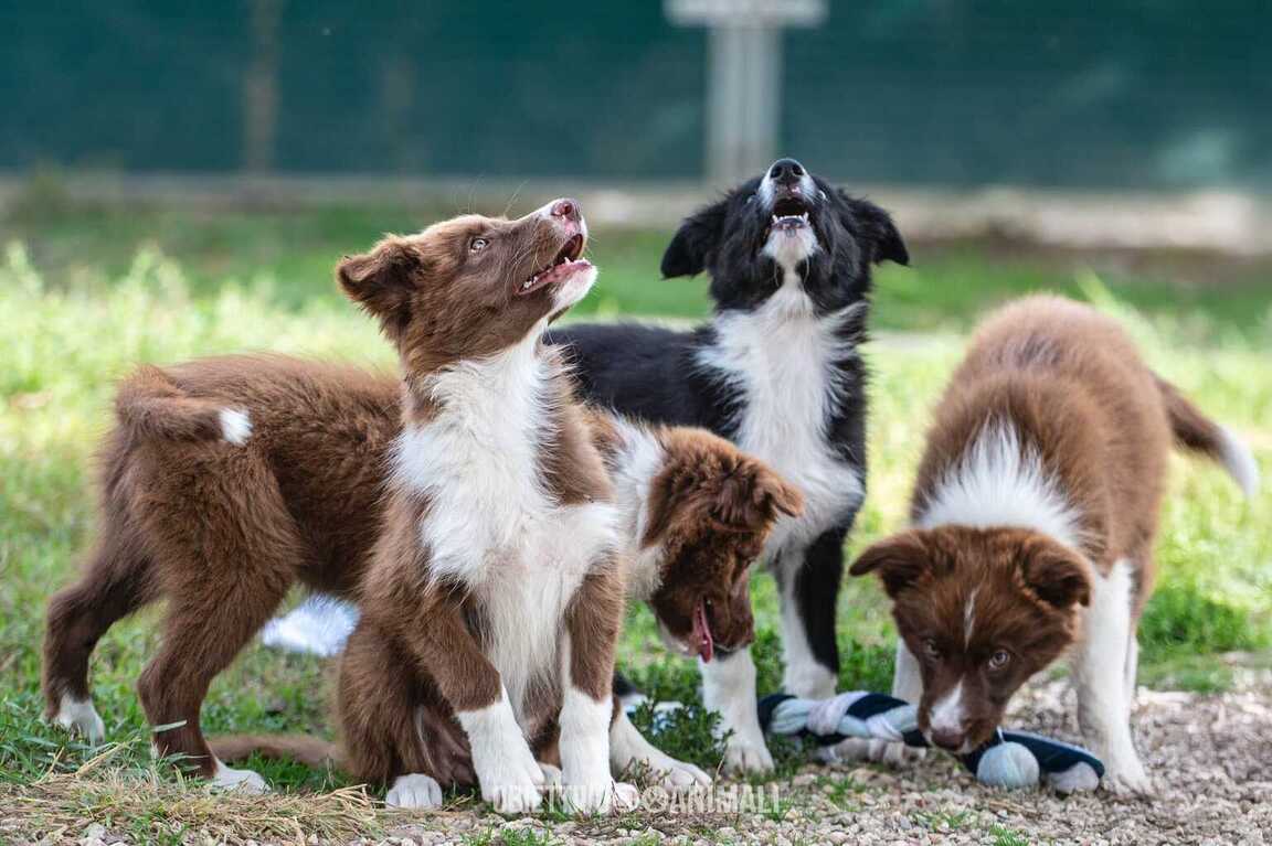 Vendita cuccioli Border Collie