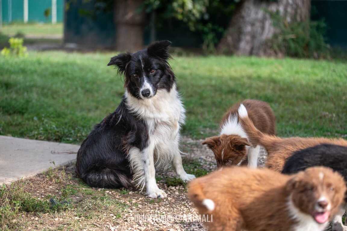 Vendita cuccioli Border Collie