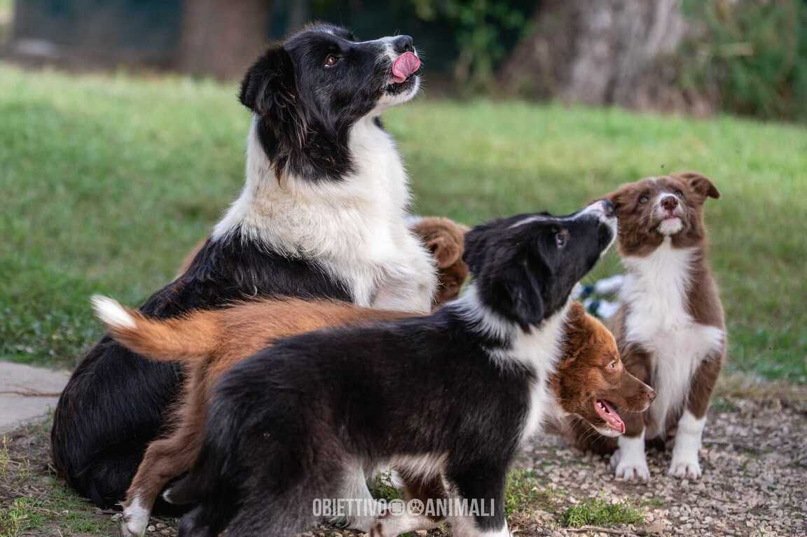 Vendita cuccioli Border Collie