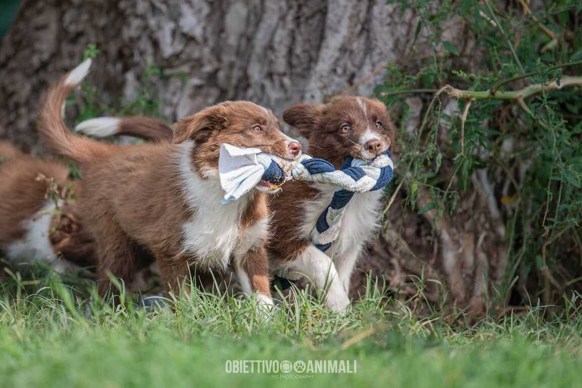 Vendita cuccioli Border Collie