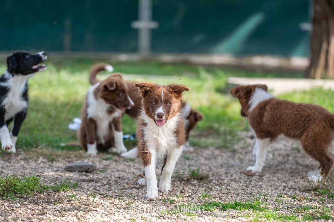 Vendita cuccioli Border Collie