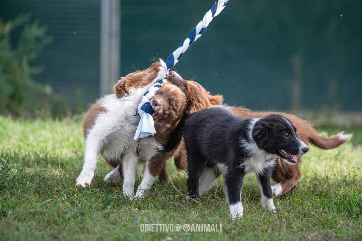 Vendita cuccioli Border Collie