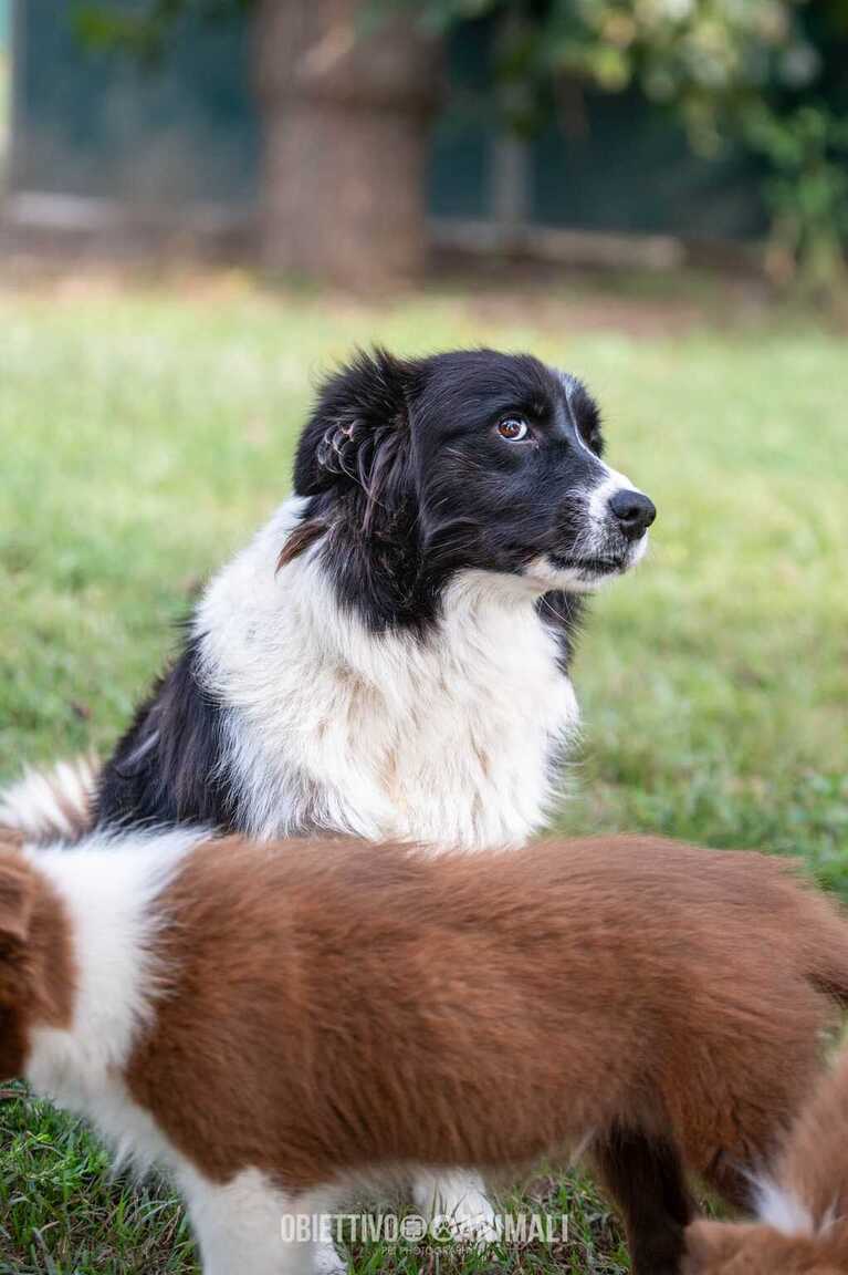 Vendita cuccioli Border Collie
