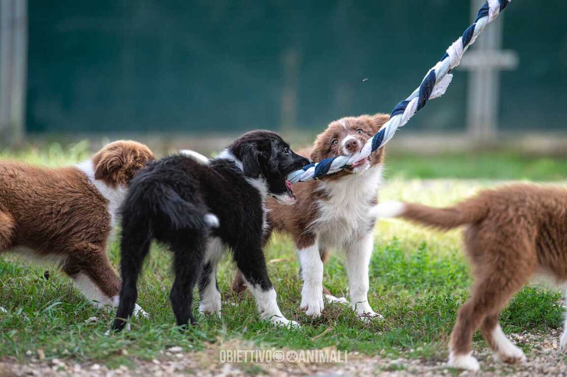 Vendita cuccioli Border Collie