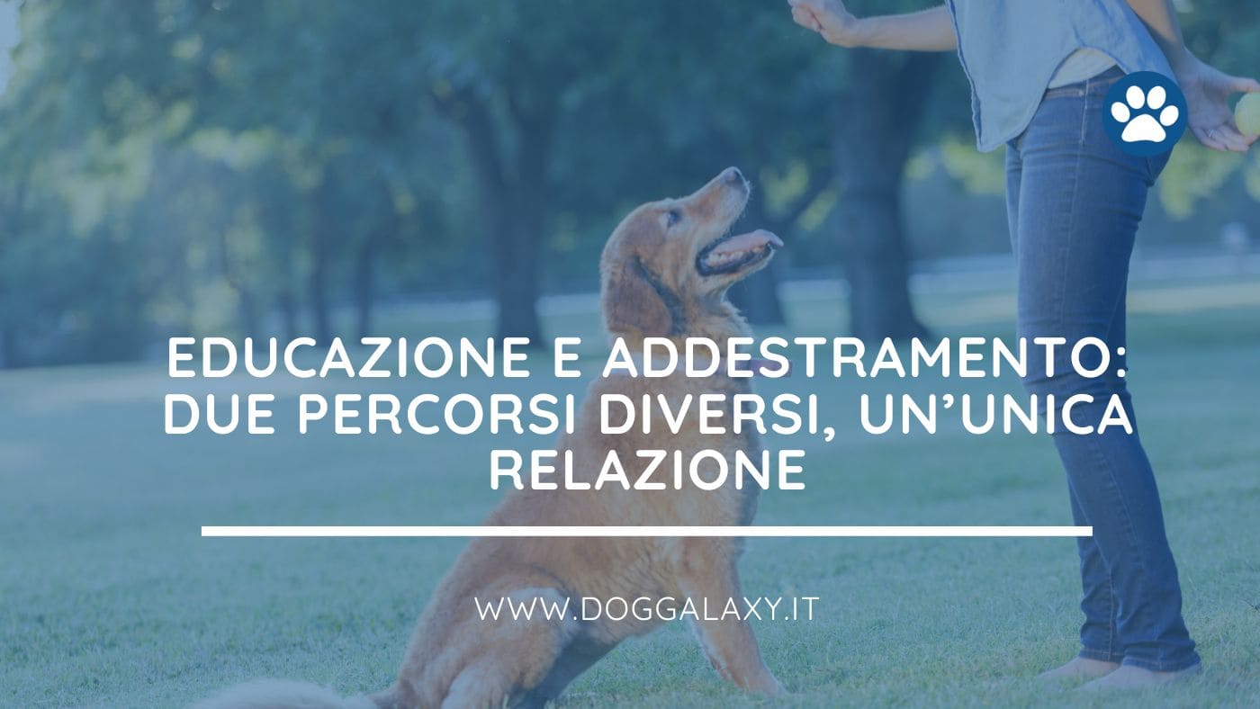 educazione e addestramento cani