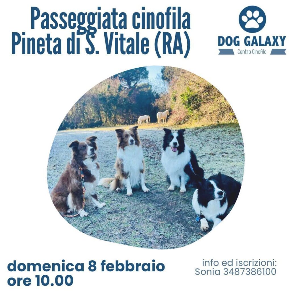 passeggiata pineta di san vitale