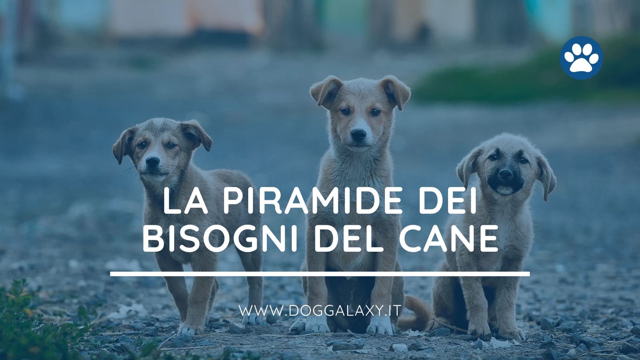 La Piramide dei Bisogni del Cane: oltre la sopravvivenza, verso la realizzazione