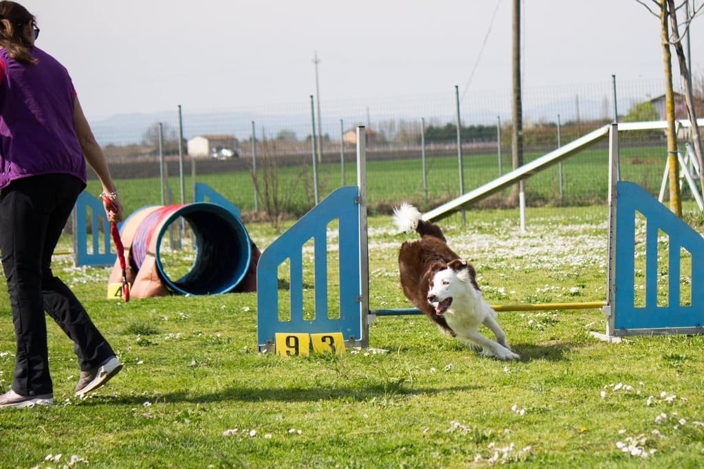 agility dog
