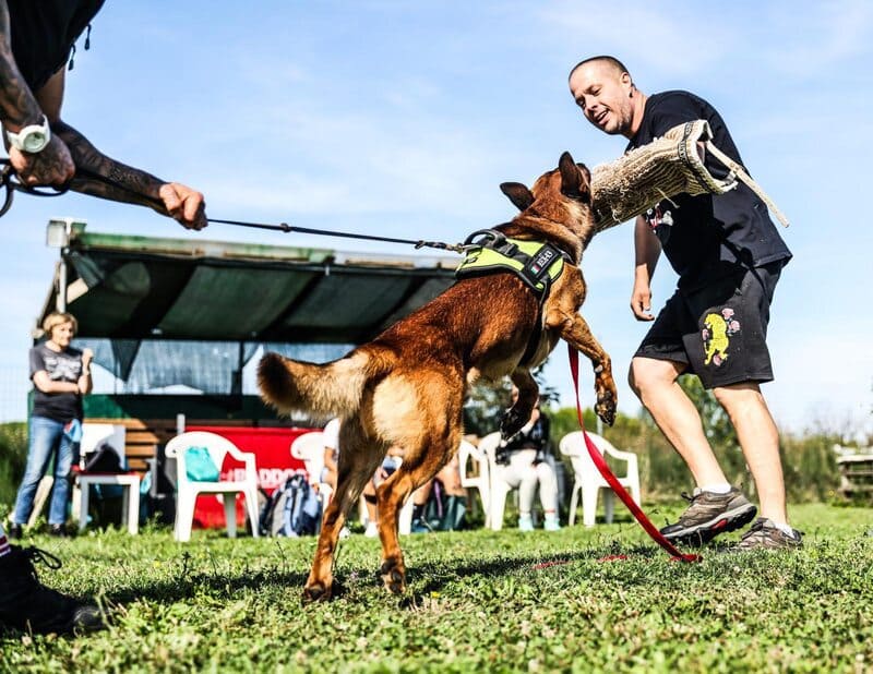 Addestramento cani utilità e difesa