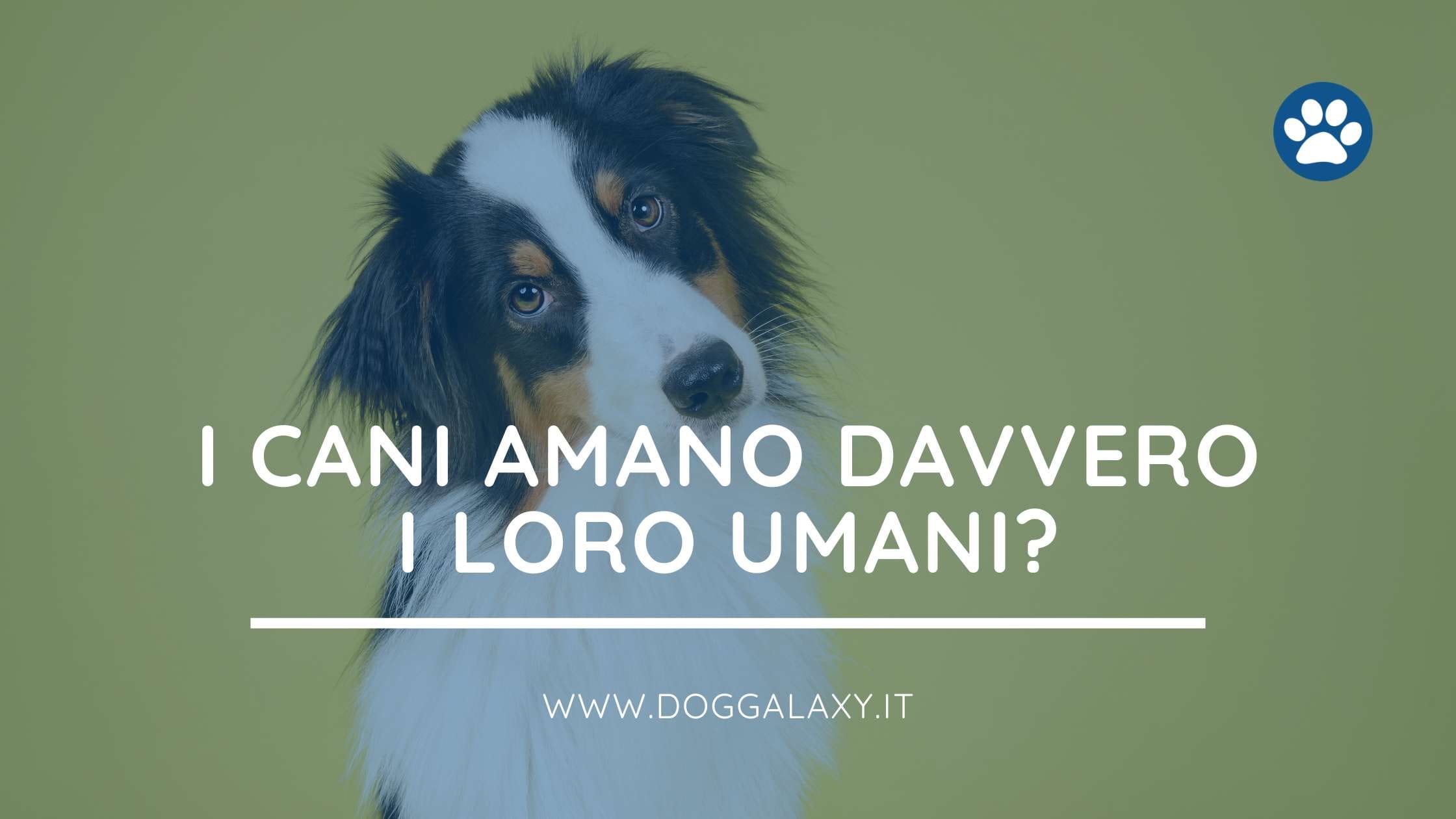 I cani amano davvero i loro umani?