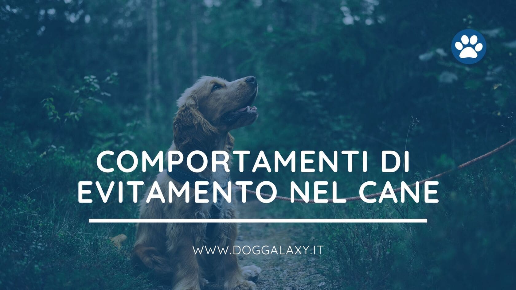 Comportamenti di evitamento nel cane